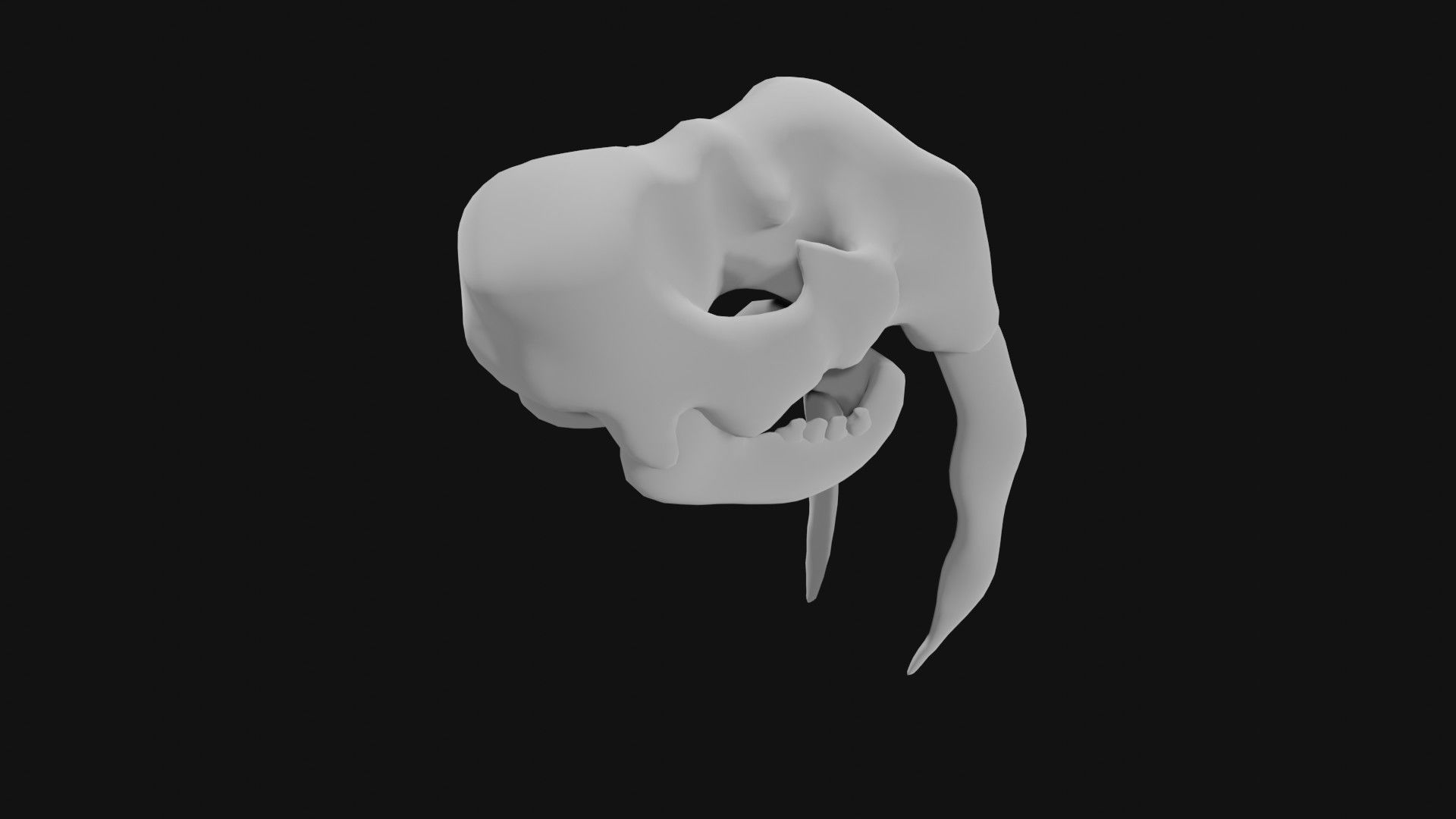 Walrus skull of walrus skeleton Low-poly 3D model_2