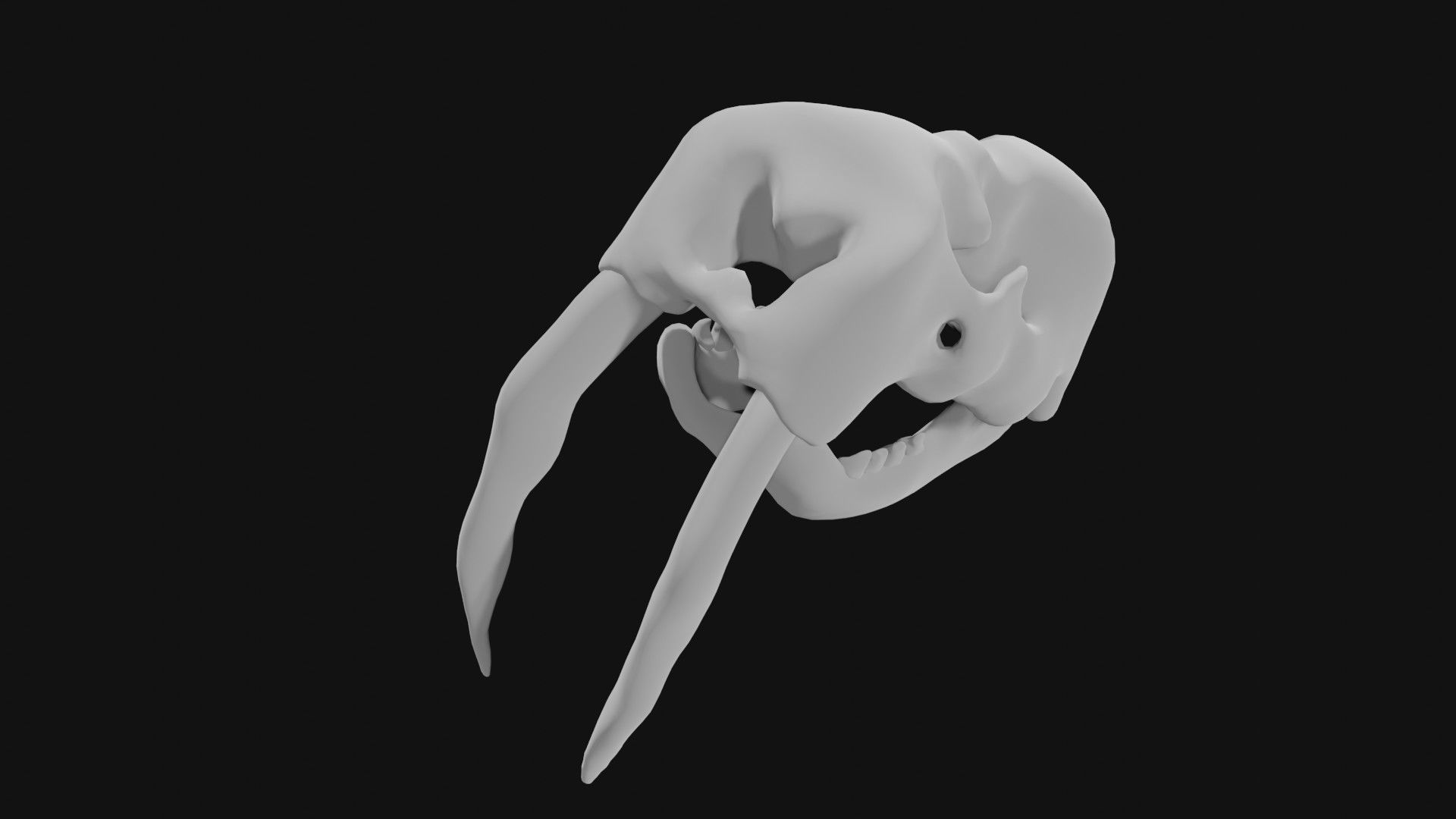 Walrus skull of walrus skeleton Low-poly 3D model_4