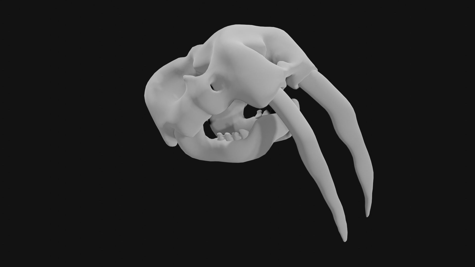 Walrus skull of walrus skeleton Low-poly 3D model_3