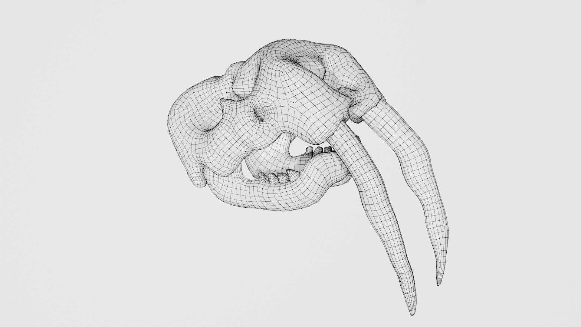 Walrus skull of walrus skeleton Low-poly 3D model_7