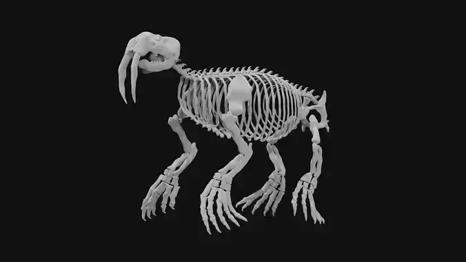 Walrus skeleton