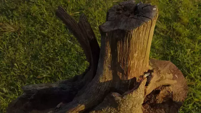 Wood stump