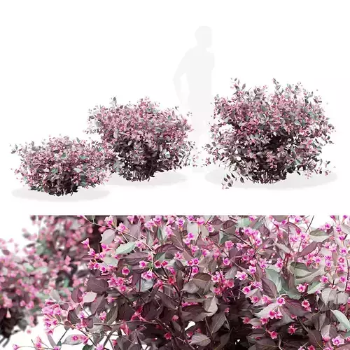  Weigela florida Alexandra