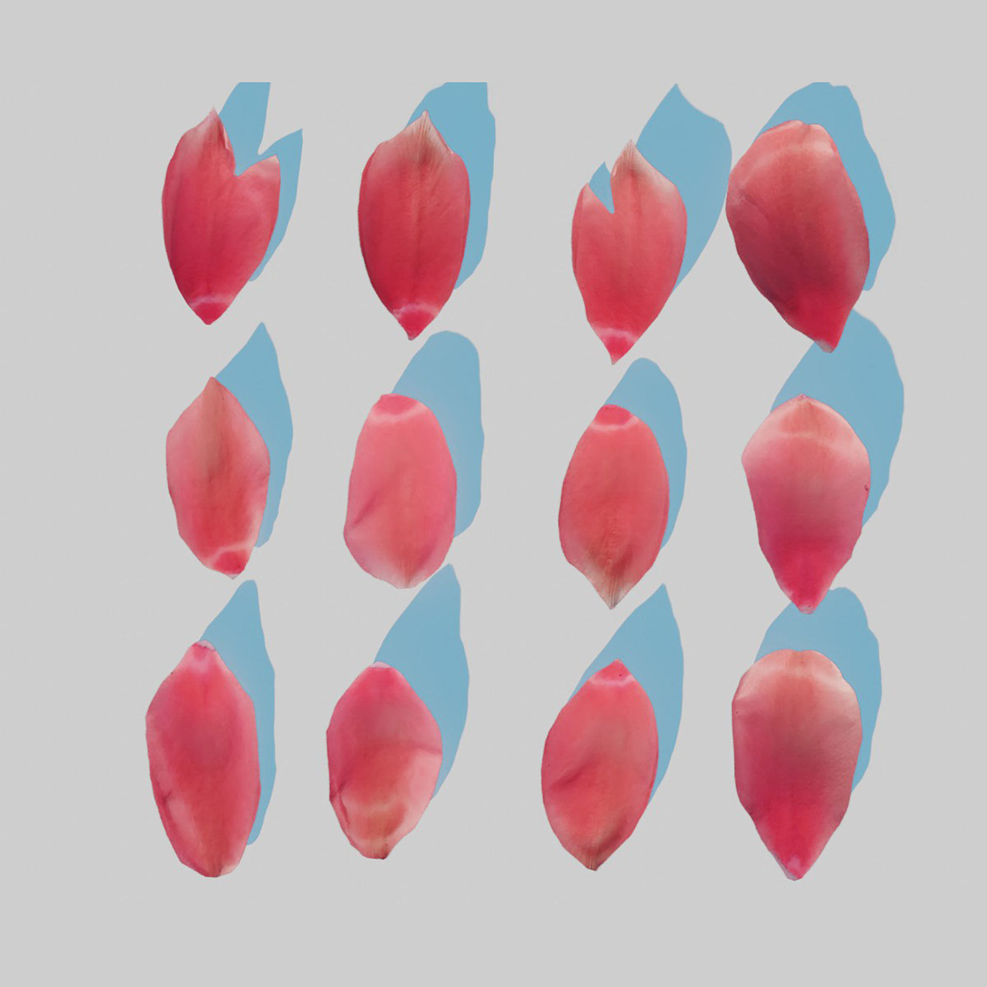 Red Tulip Petals Low-poly 3D model_8