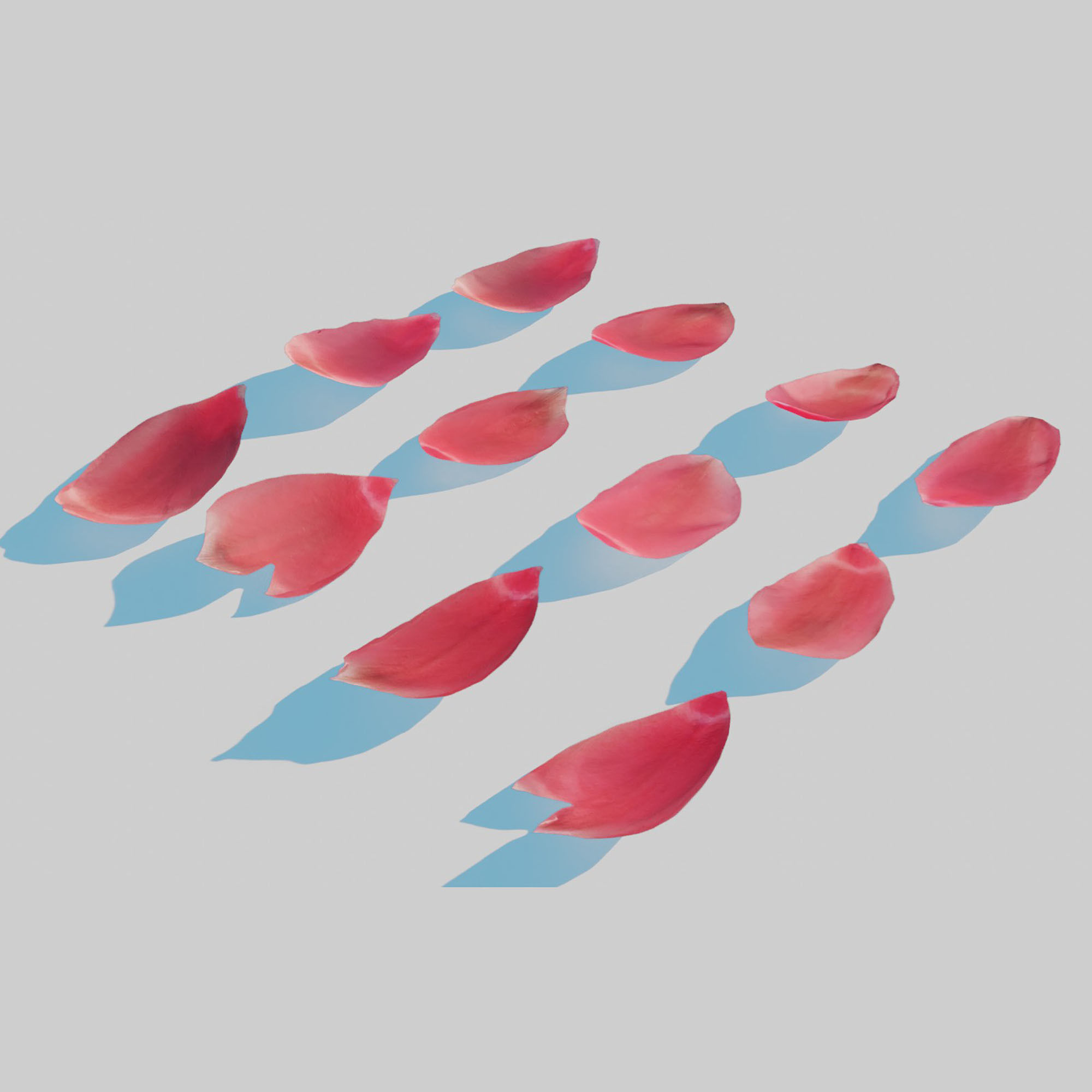 Red Tulip Petals Low-poly 3D model_5