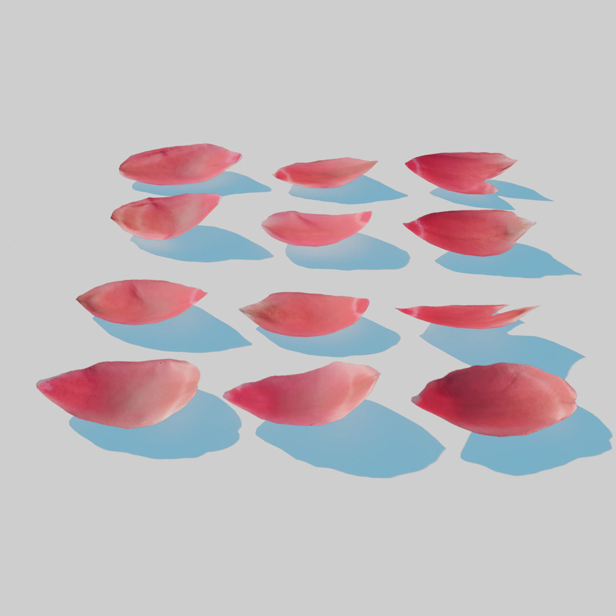 Red Tulip Petals Low-poly 3D model_2