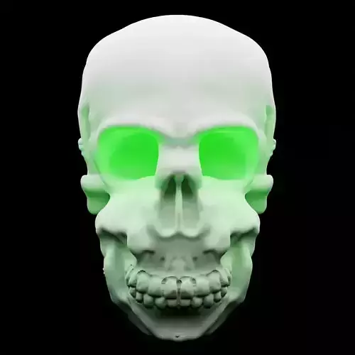 human skull 3D model