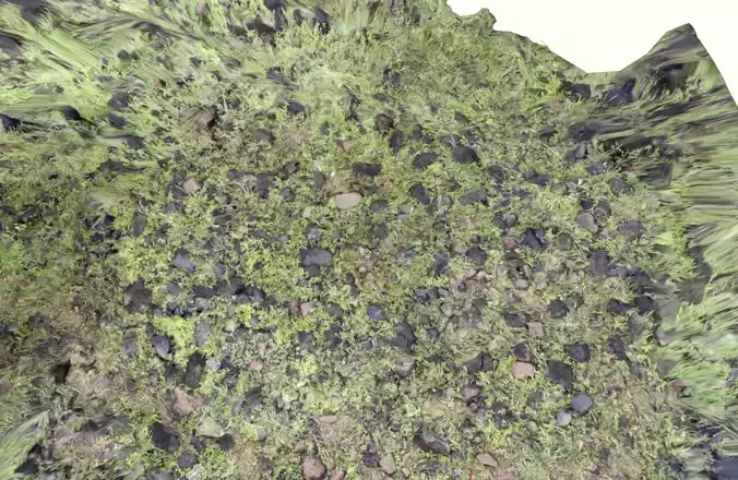 Rocks in Forest scan