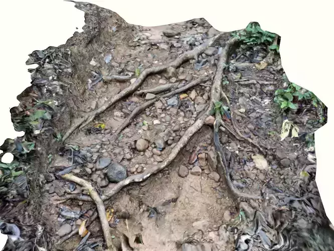 Tree roots in forest scanned