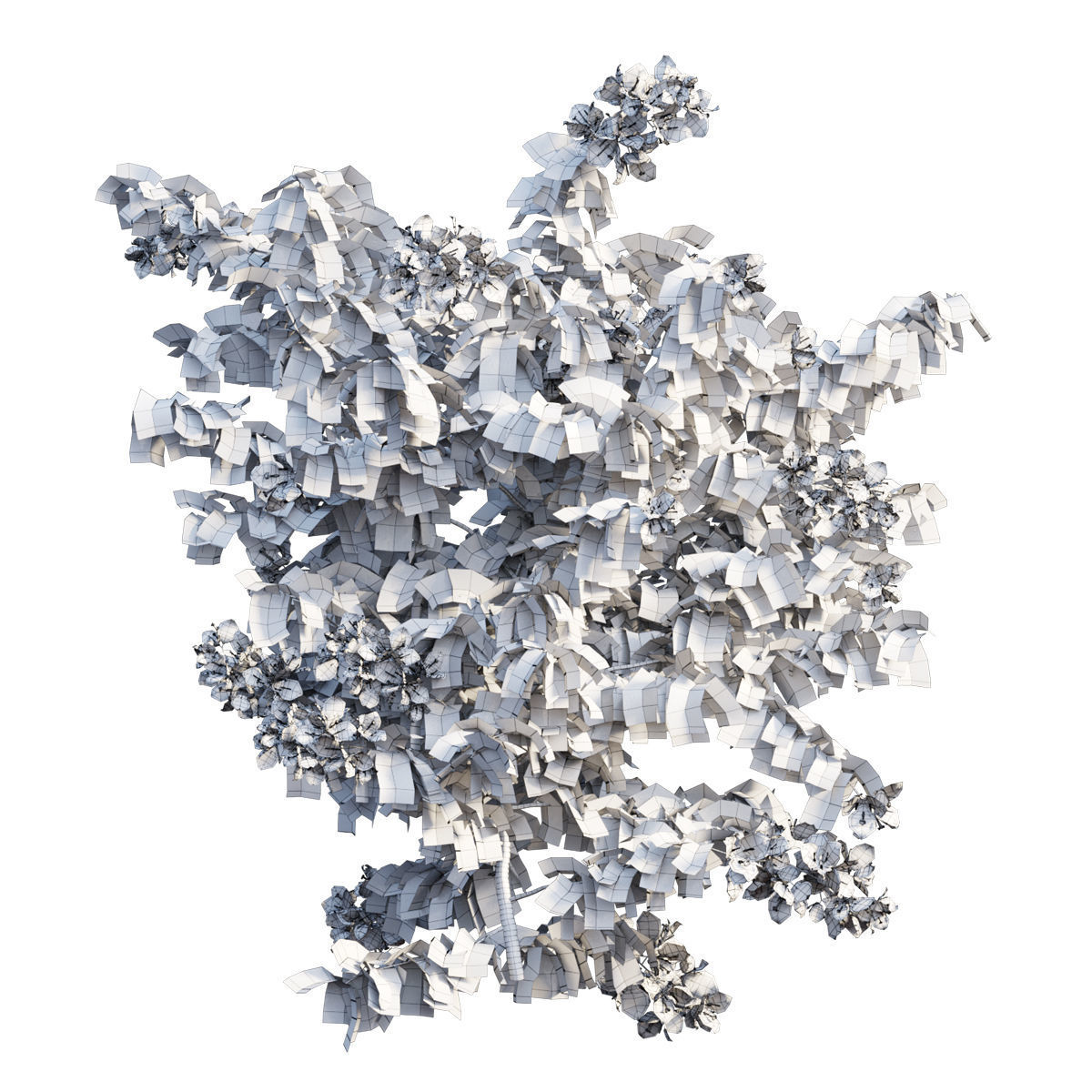 Bougainvillea plant set 32 3D model_5