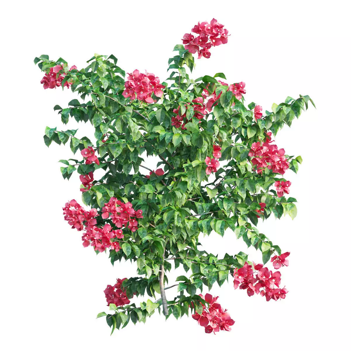 Bougainvillea plant set 32 3D model_0