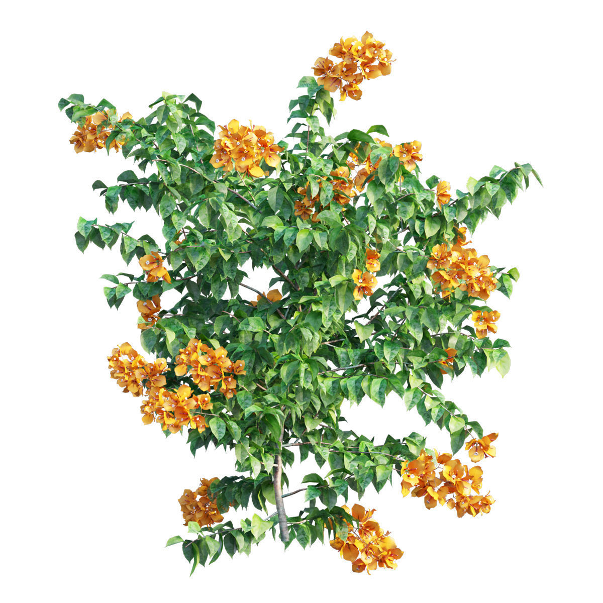 Bougainvillea plant set 32 3D model_2