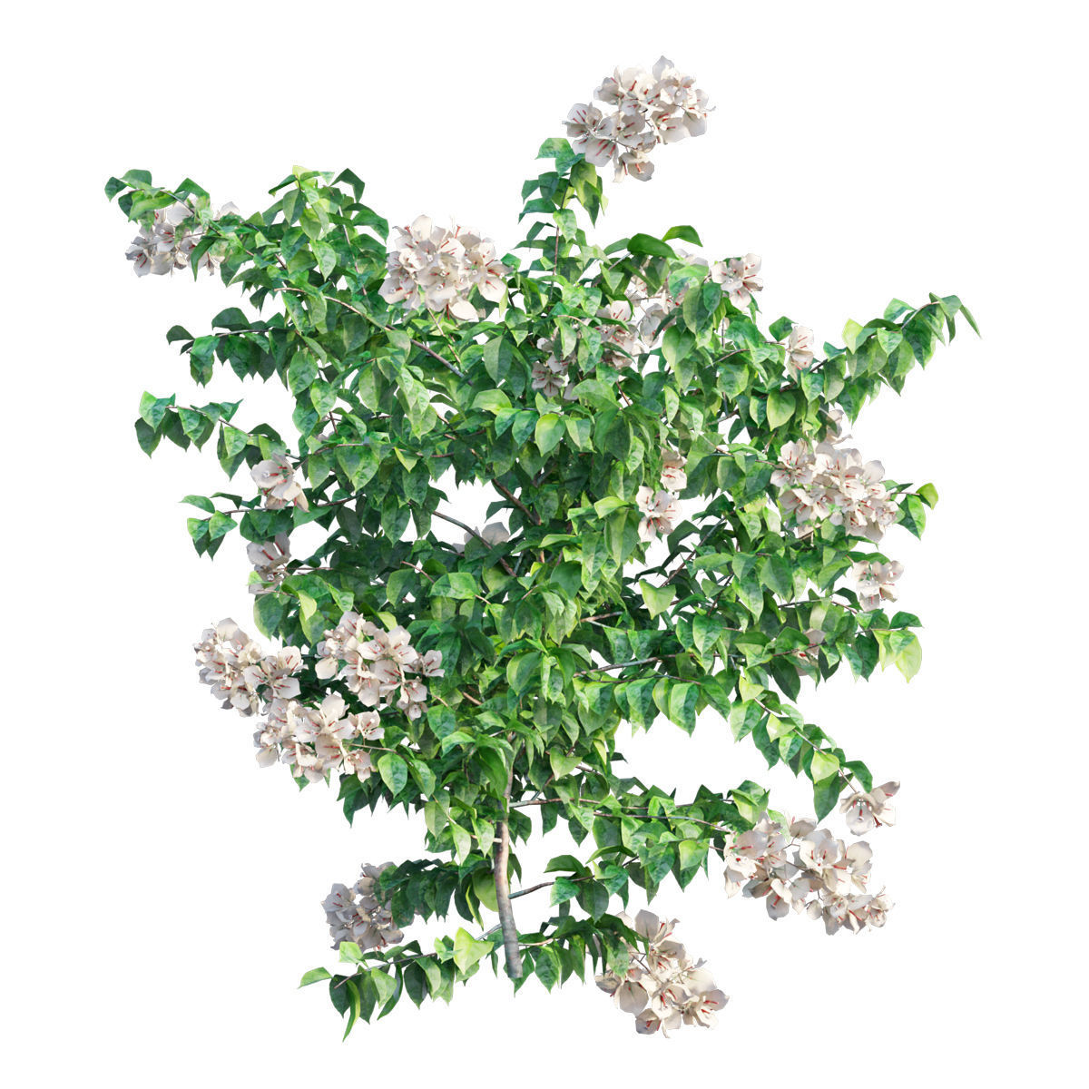 Bougainvillea plant set 32 3D model_3