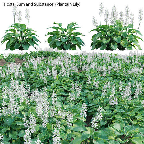 Hosta - Plantain Lily 02 3D model