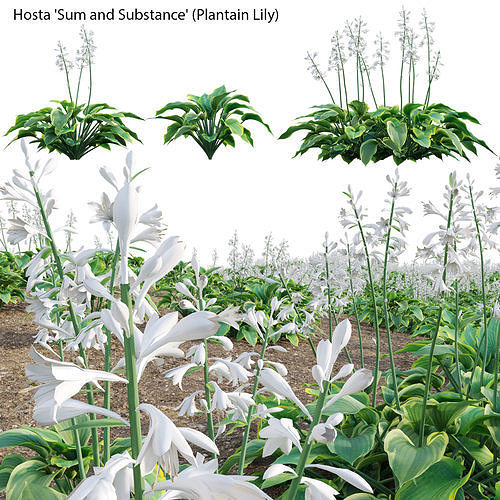 Hosta - Plantain Lily 3D model