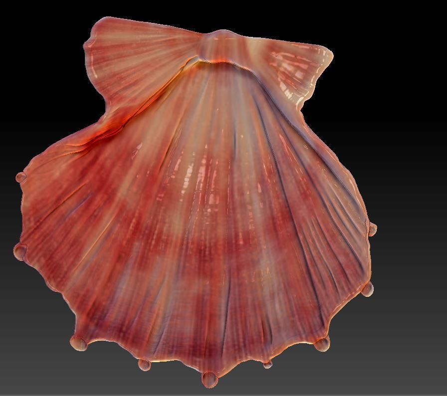 Seashell  Scallops 3D print model_1