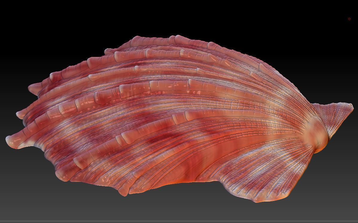 Seashell  Scallops 3D print model_4