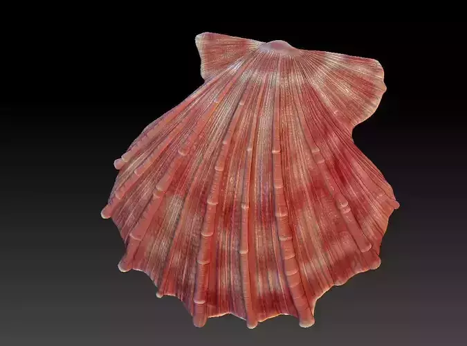 Seashell  Scallops 3D print model