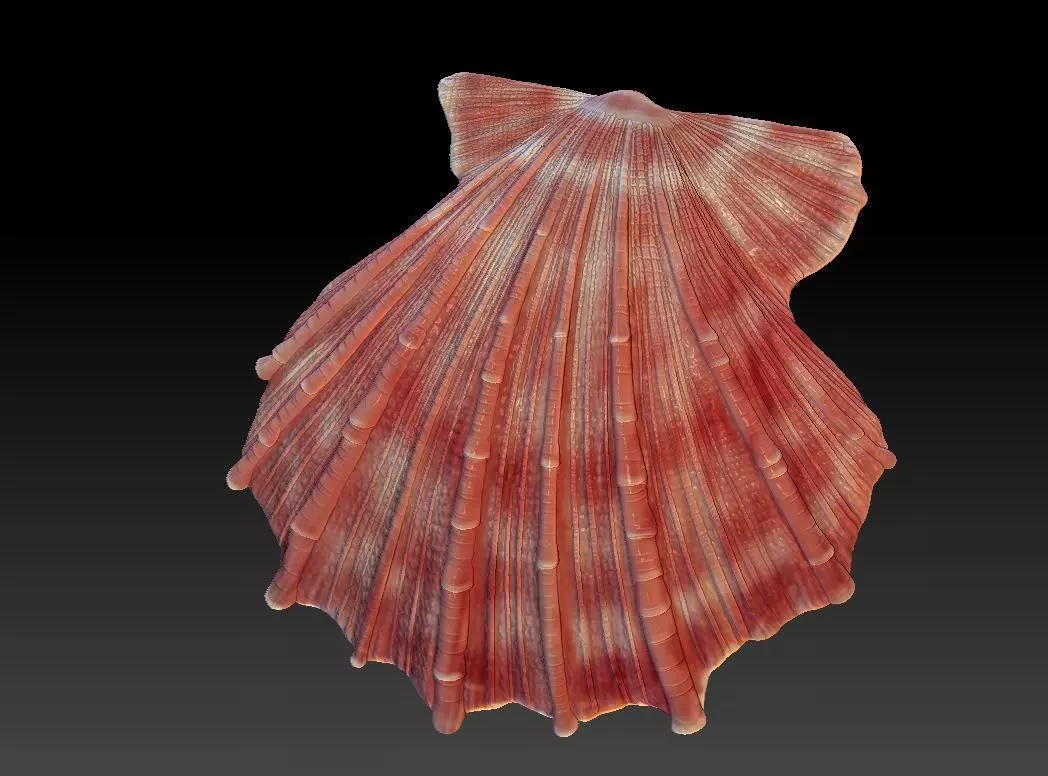 Seashell  Scallops 3D print model_0