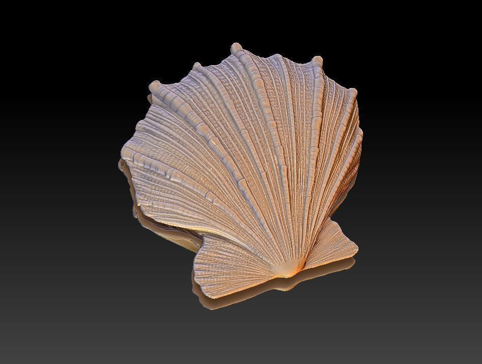 Seashell  Scallops 3D print model_6