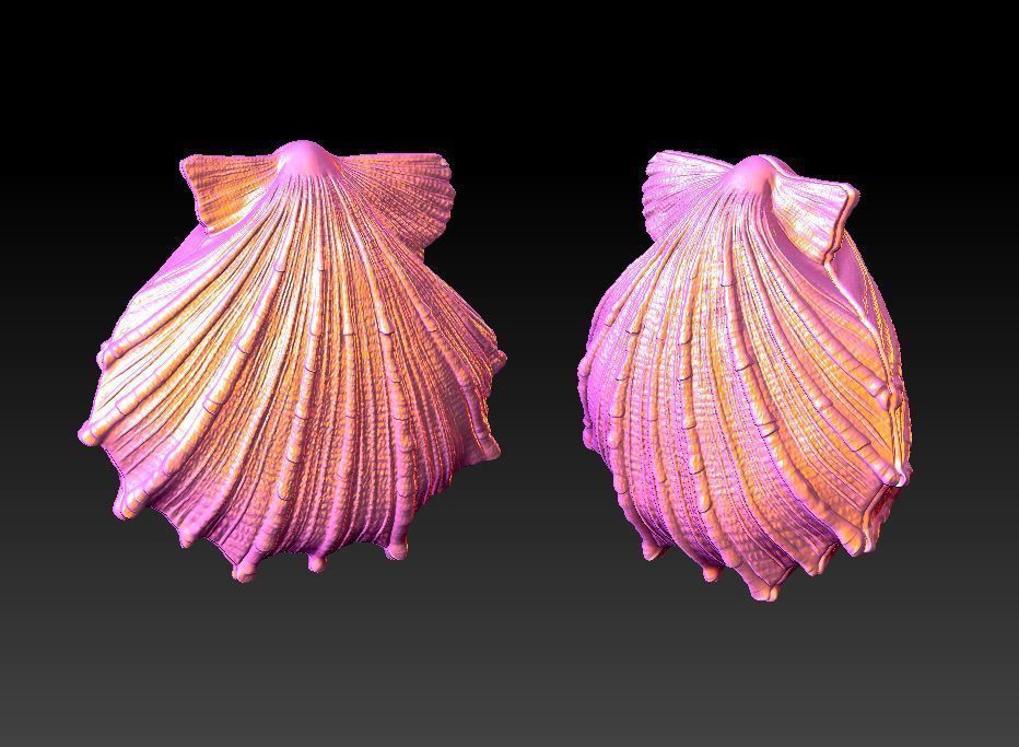 Seashell  Scallops 3D print model_5