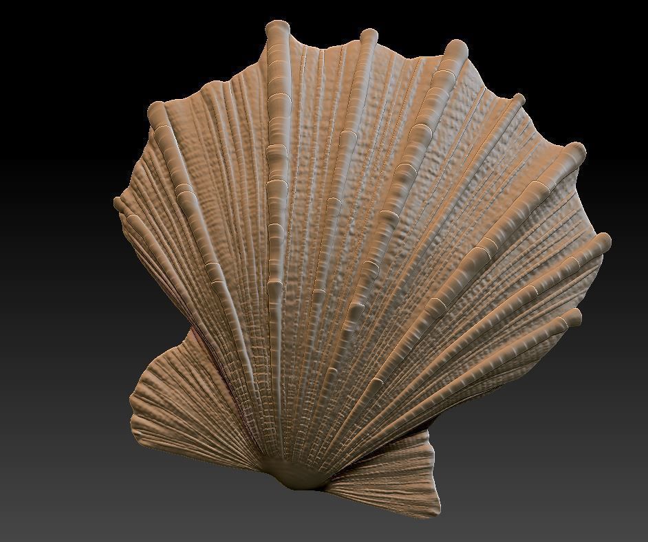 Seashell  Scallops 3D print model_3