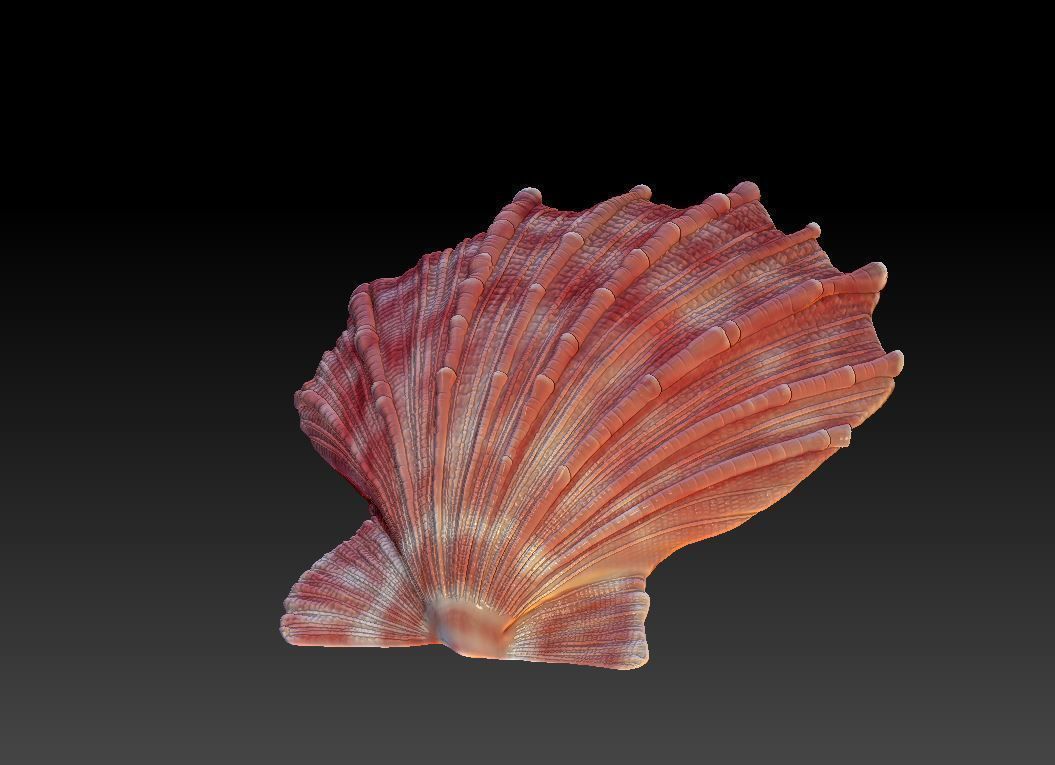 Seashell  Scallops 3D print model_2
