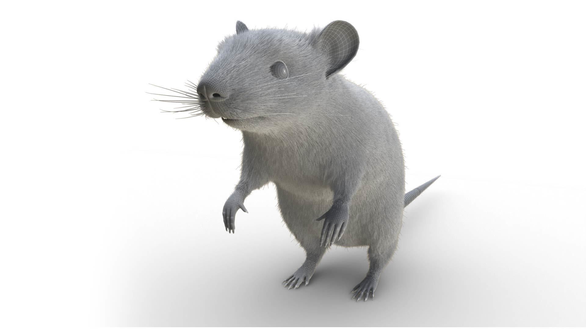 Rat - mice 3D model_10