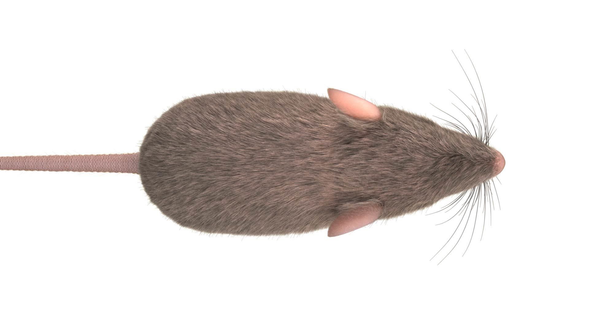 Rat - mice 3D model_4