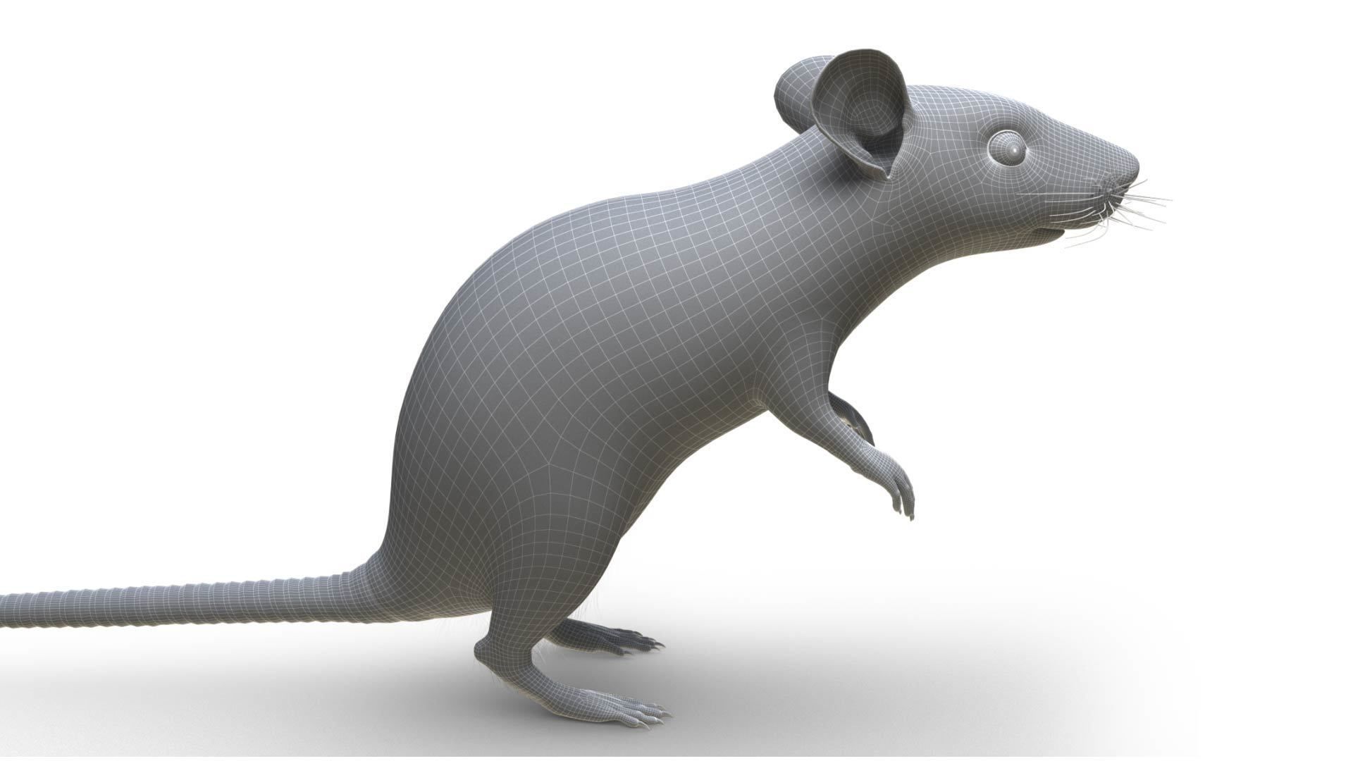 Rat - mice 3D model_13