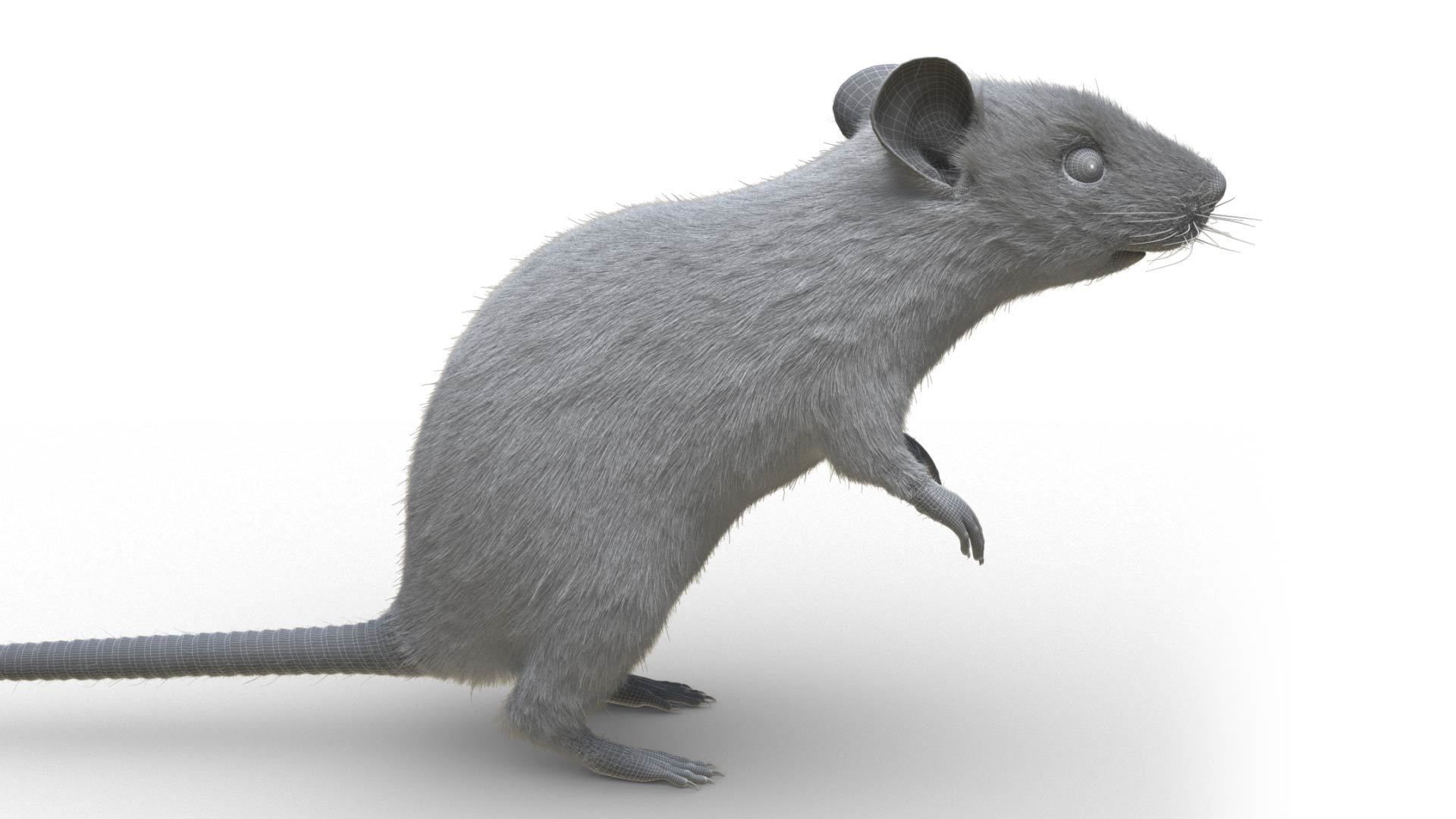 Rat - mice 3D model_8