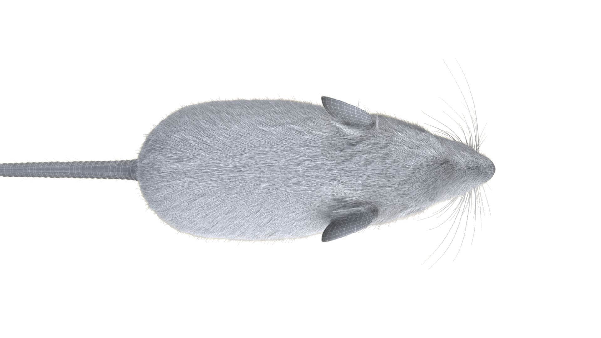 Rat - mice 3D model_11