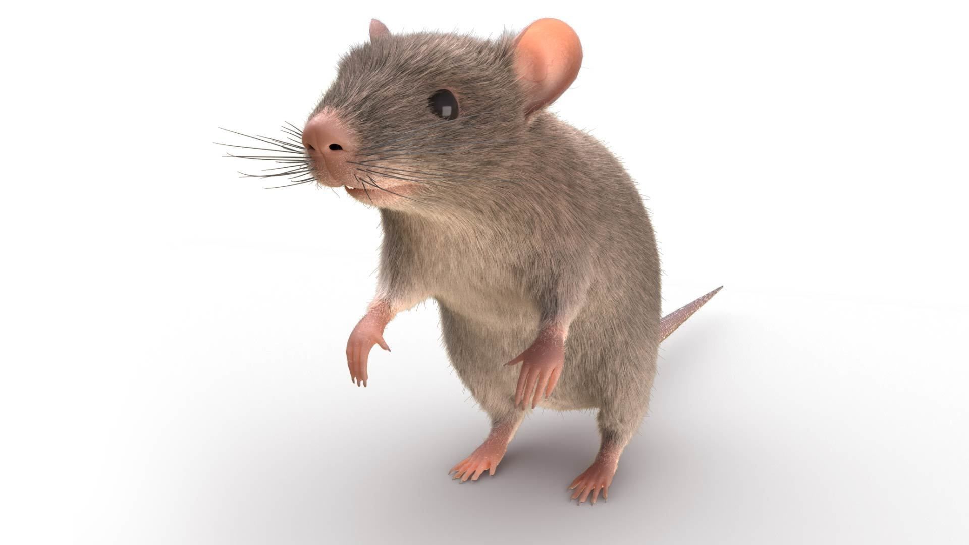 Rat - mice 3D model_5