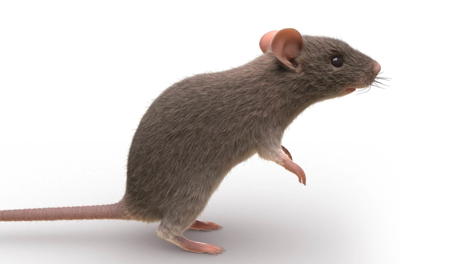 Rat - mice 3D model_2