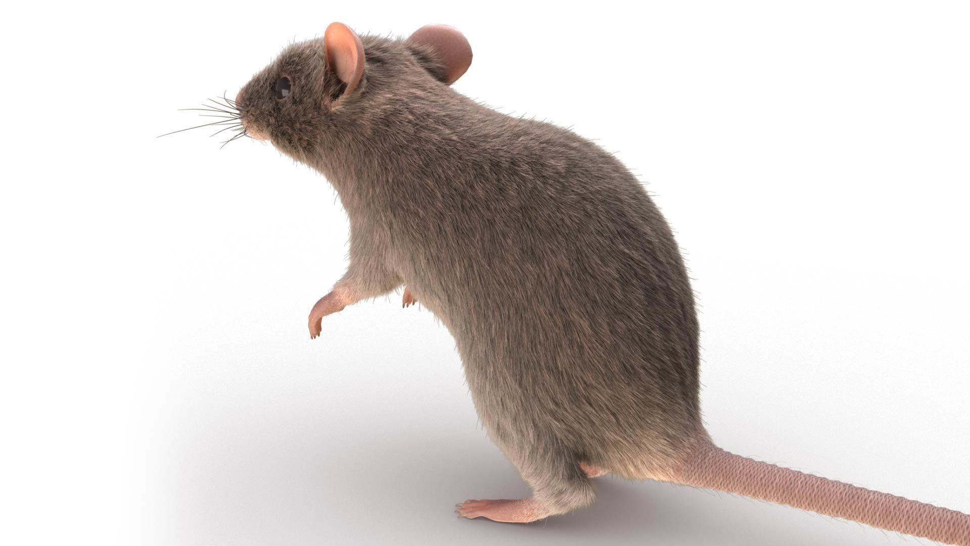 Rat - mice 3D model_3