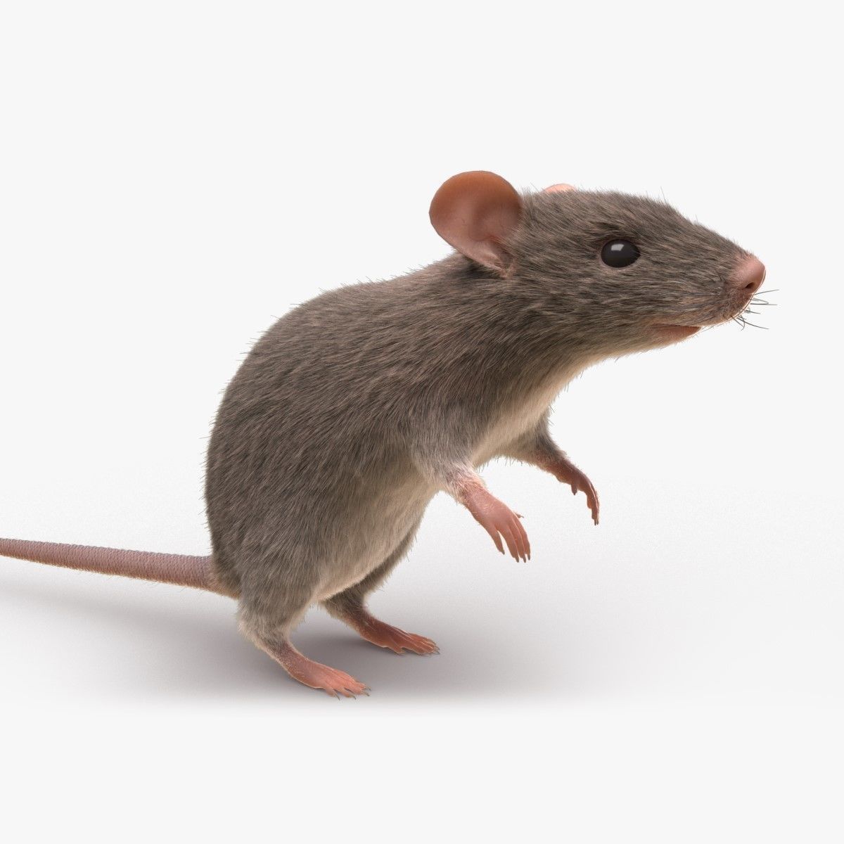 Rat - mice 3D model_6
