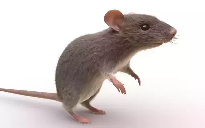 Rat - mice 3D model