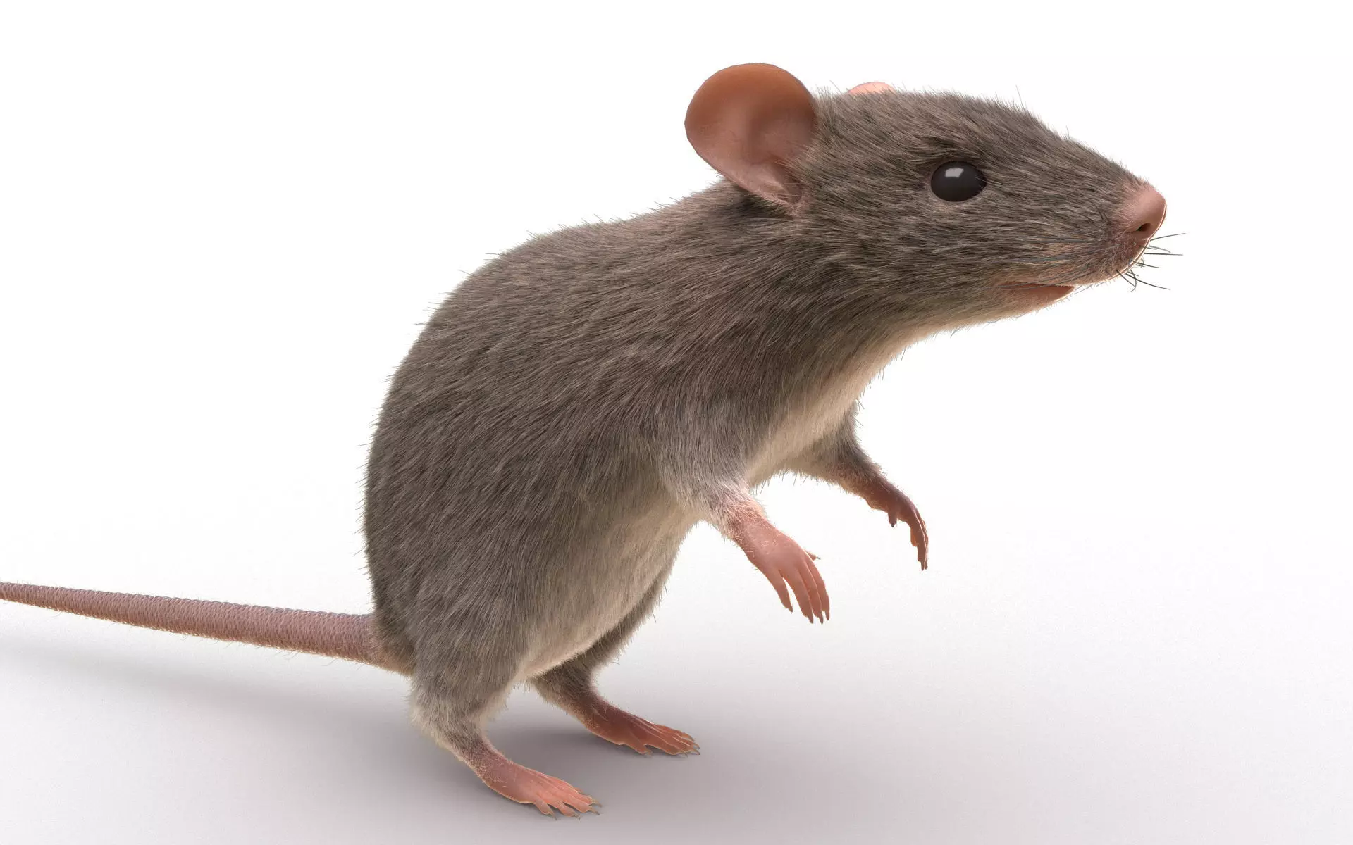 Rat - mice 3D model_0