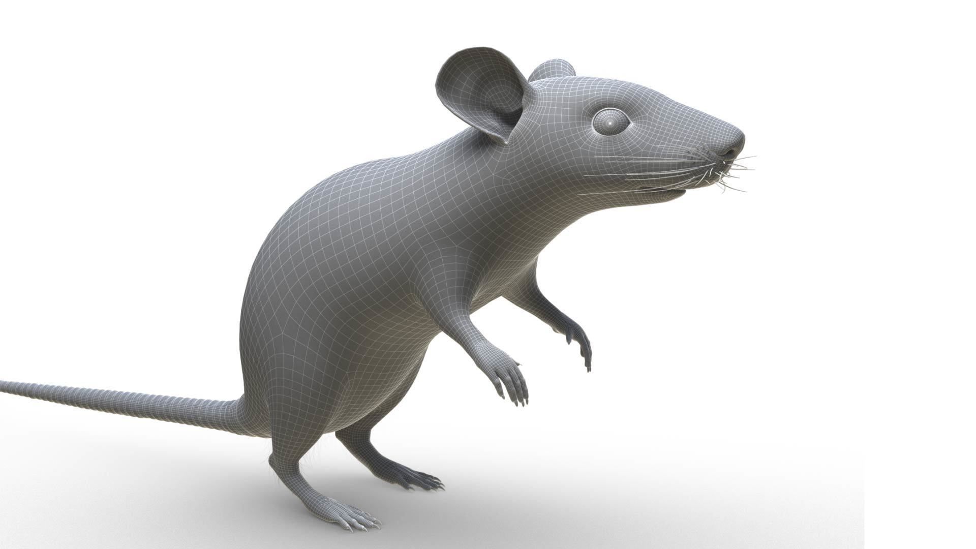 Rat - mice 3D model_12