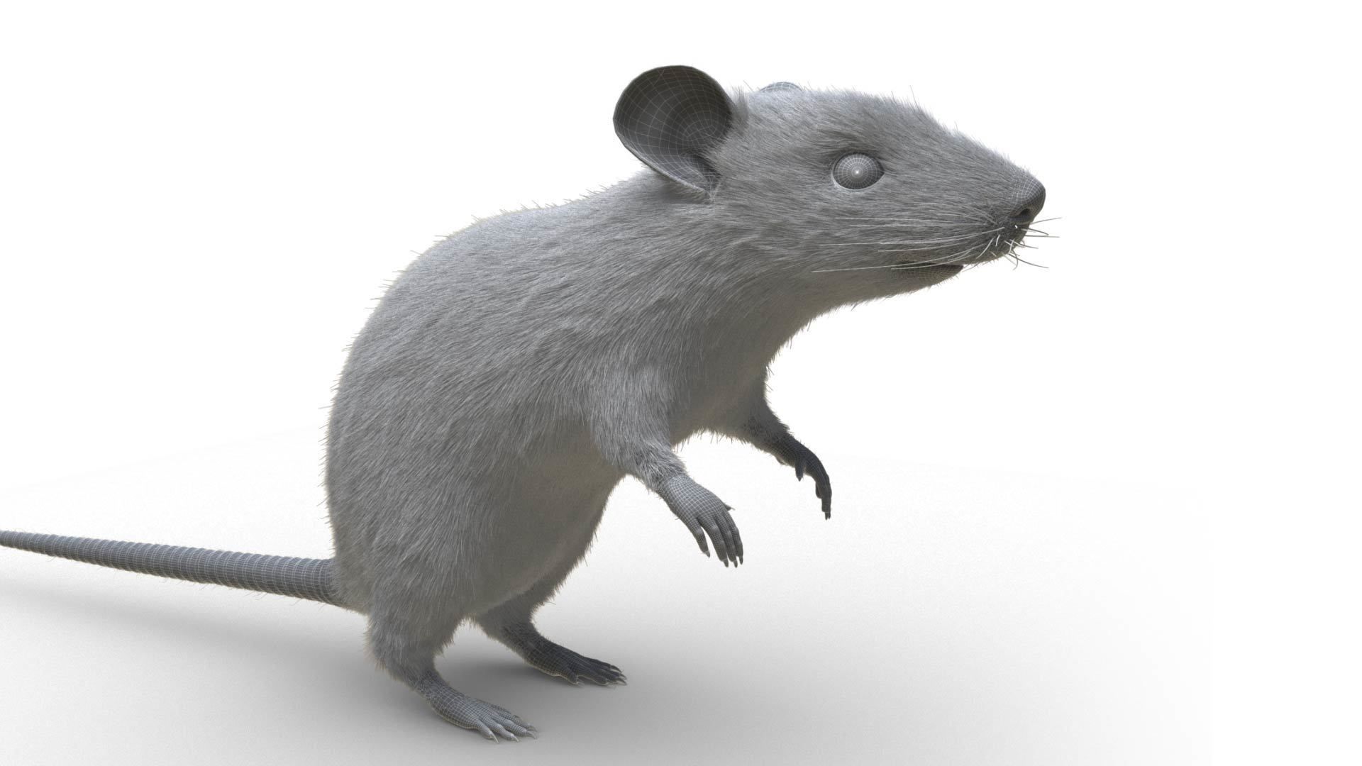 Rat - mice 3D model_7