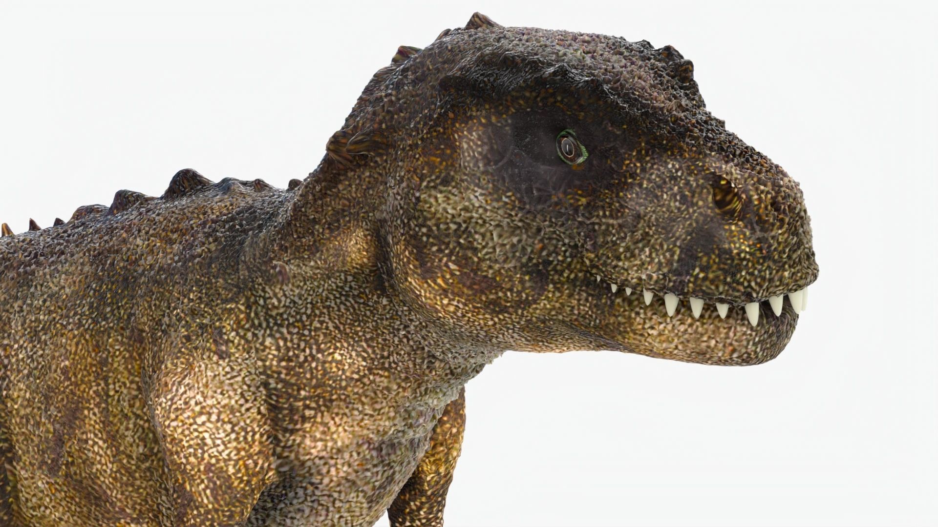 Tyrannosaurus Rex Low-poly 3D model_5