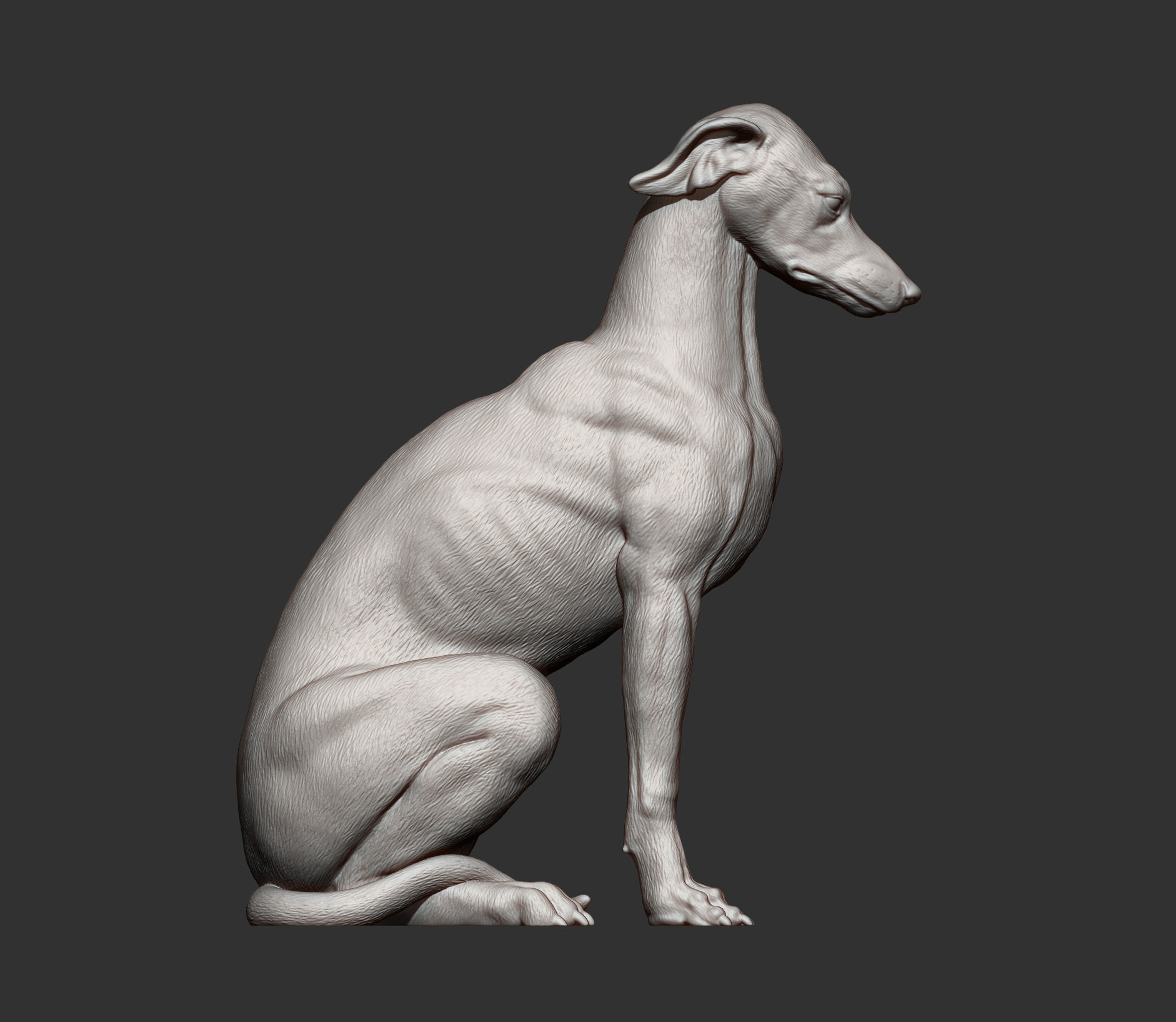 Greyhound sitting 3D print model_10