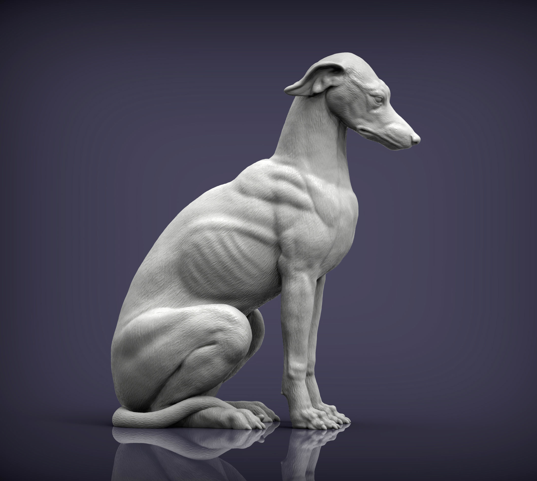 Greyhound sitting 3D print model_2