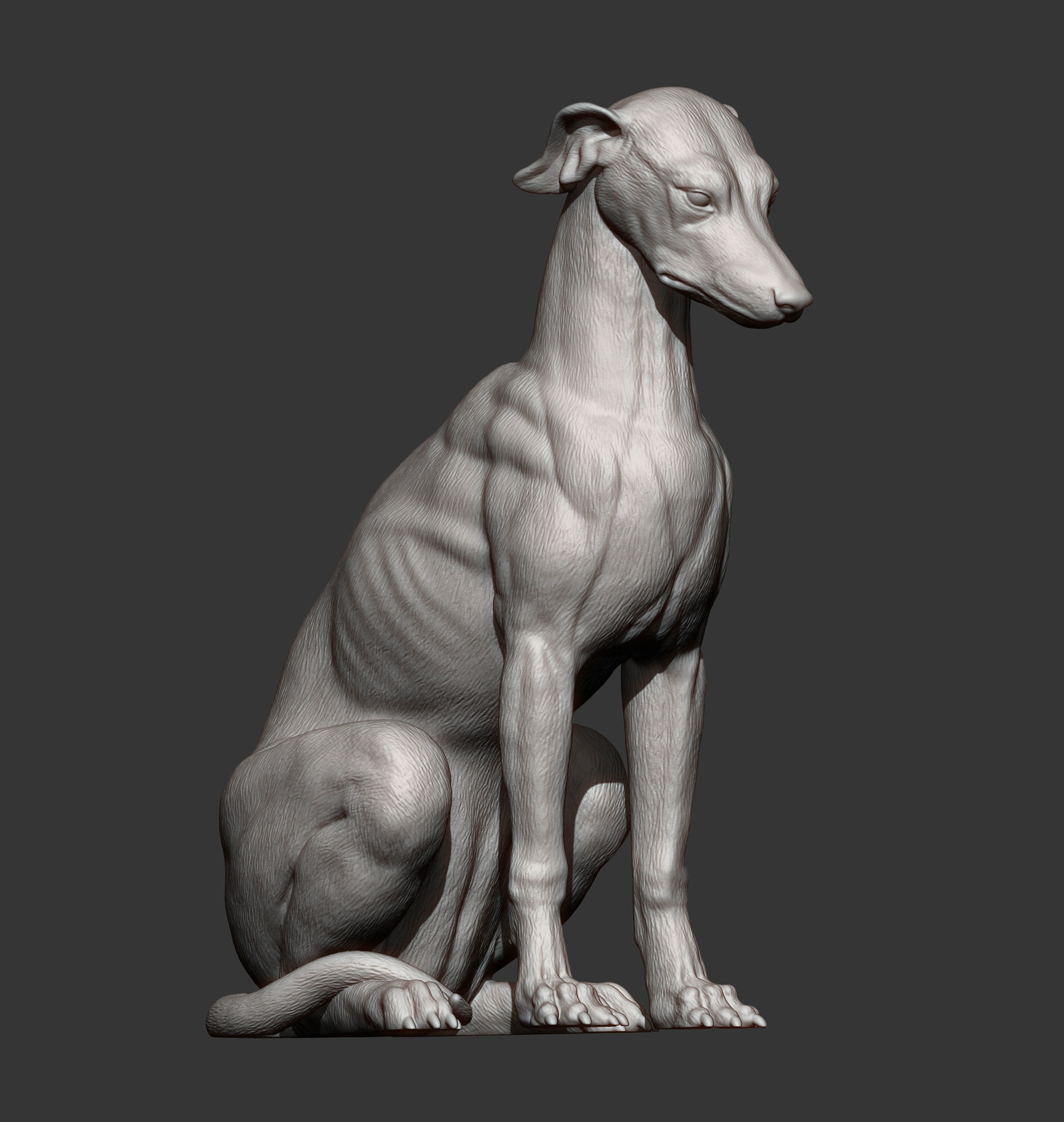 Greyhound sitting 3D print model_14