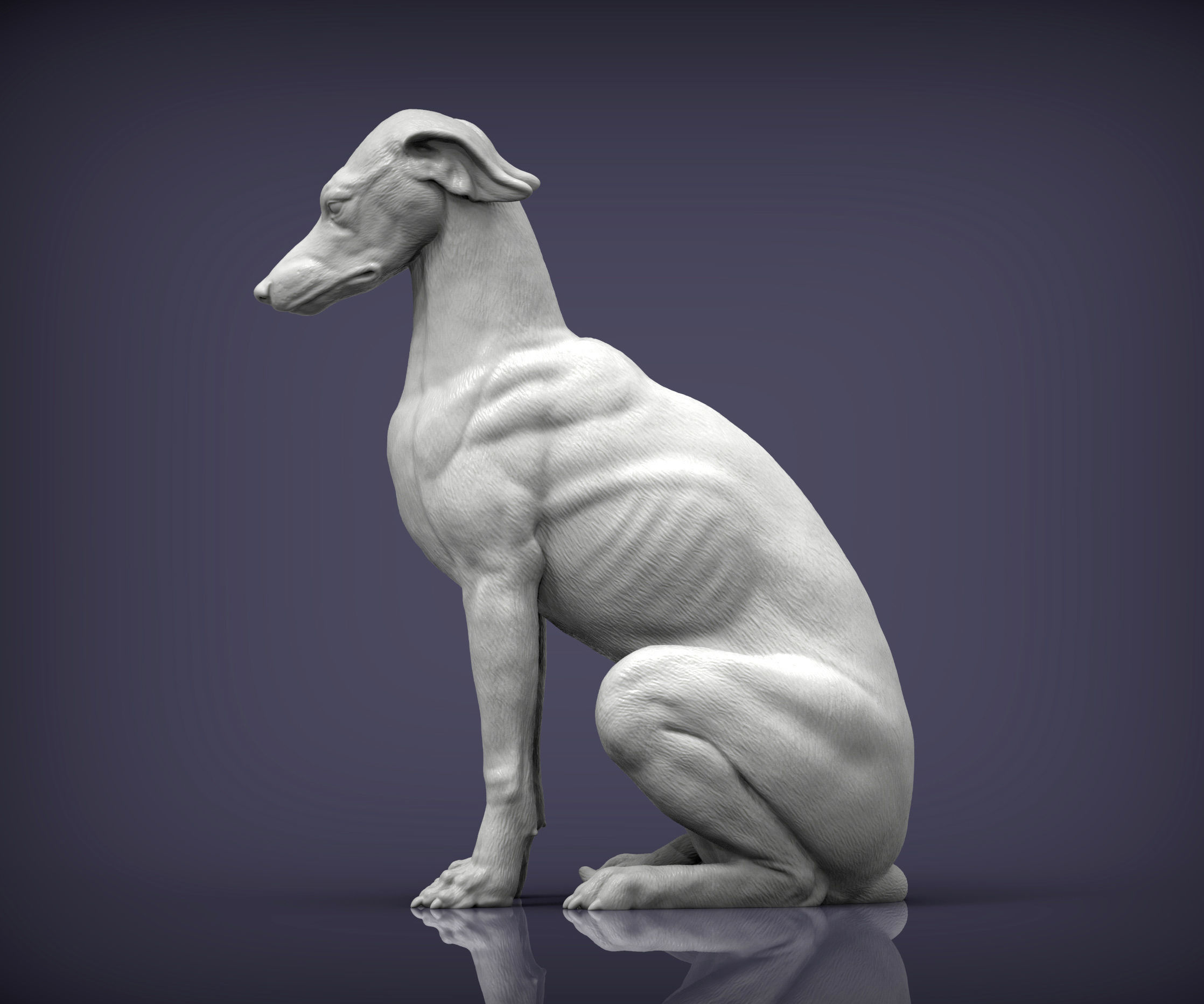 Greyhound sitting 3D print model_5