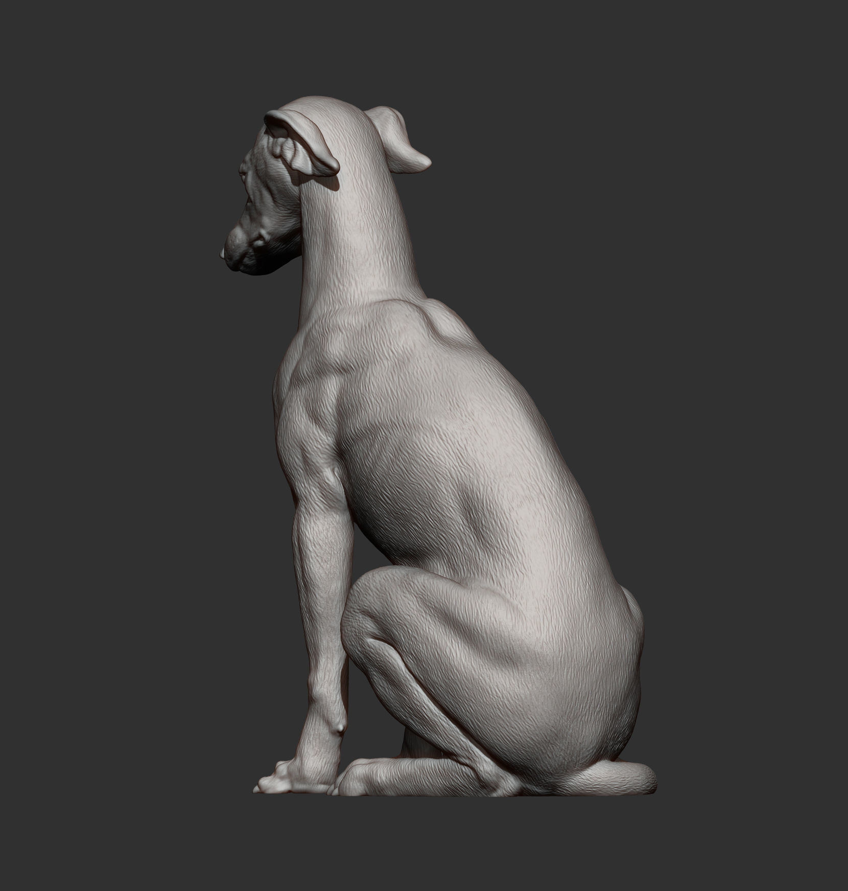 Greyhound sitting 3D print model_8