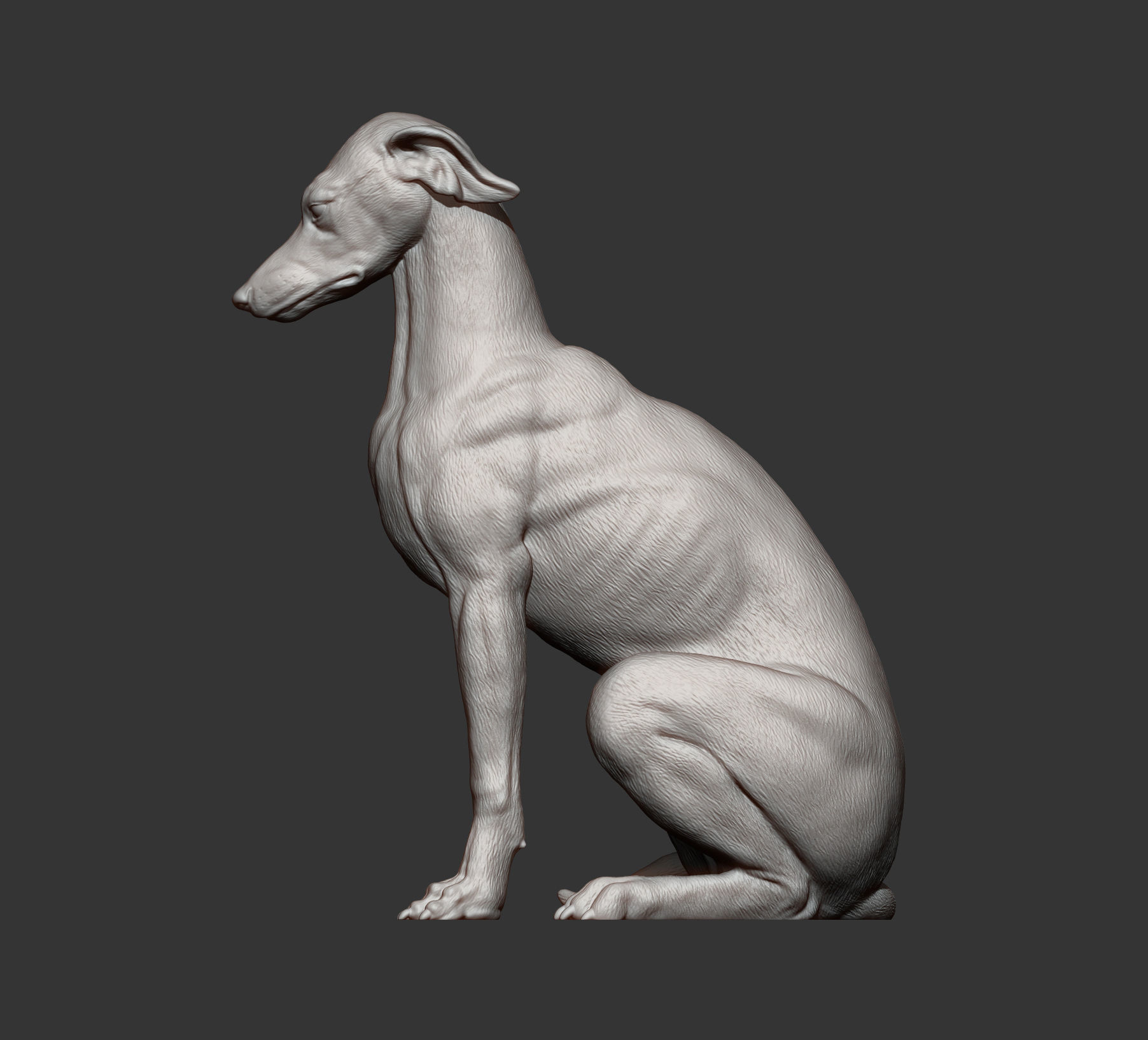 Greyhound sitting 3D print model_9