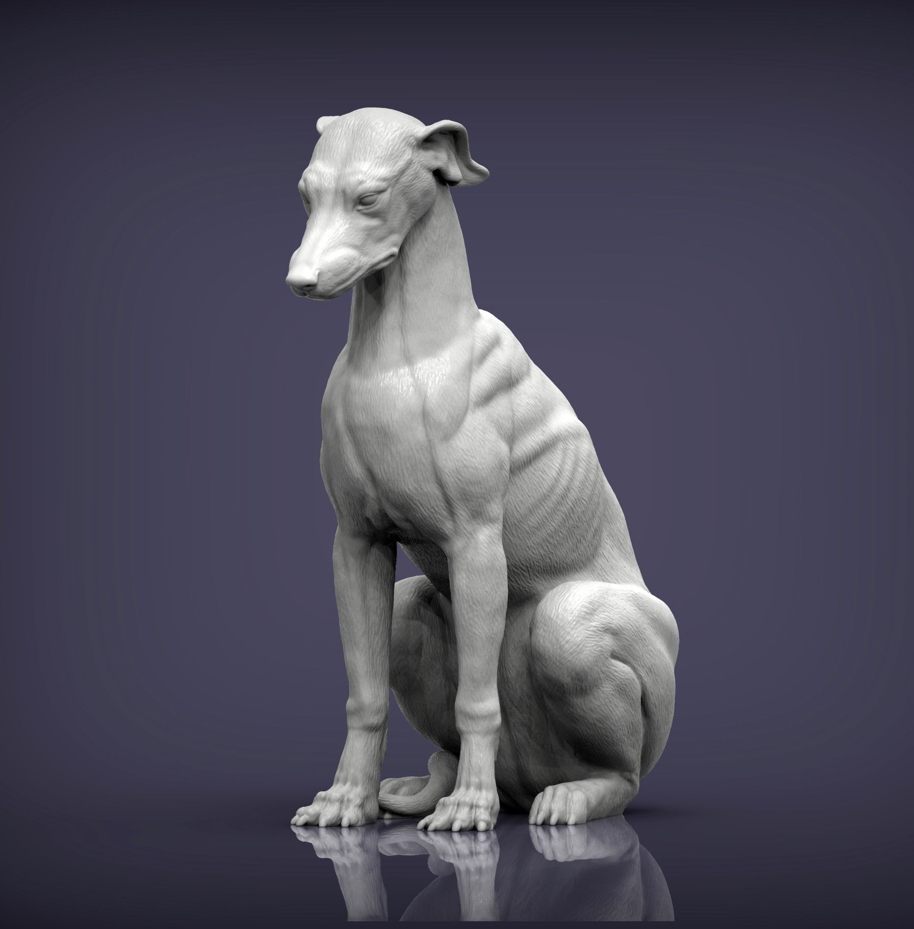 Greyhound sitting 3D print model_6