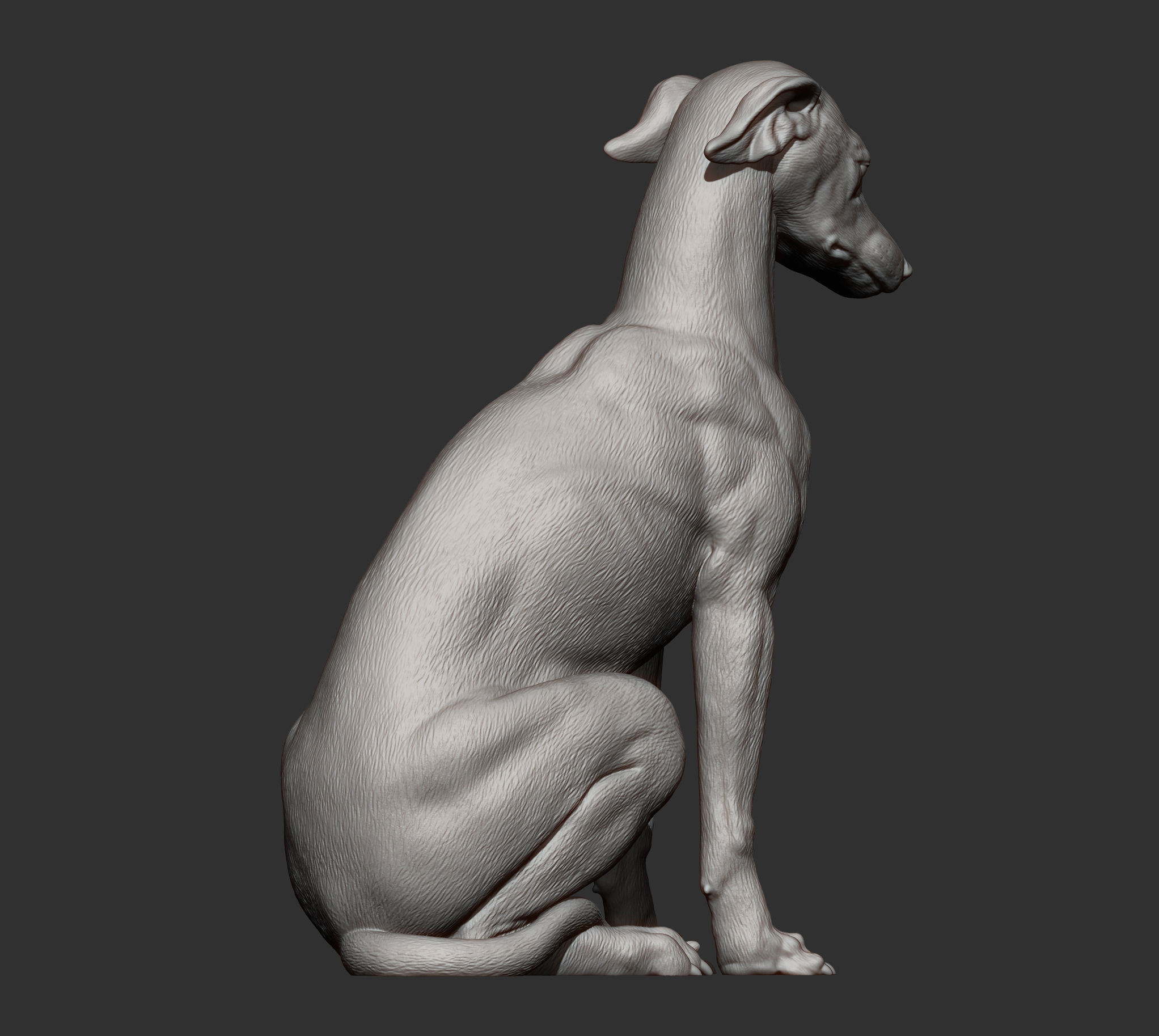 Greyhound sitting 3D print model_11