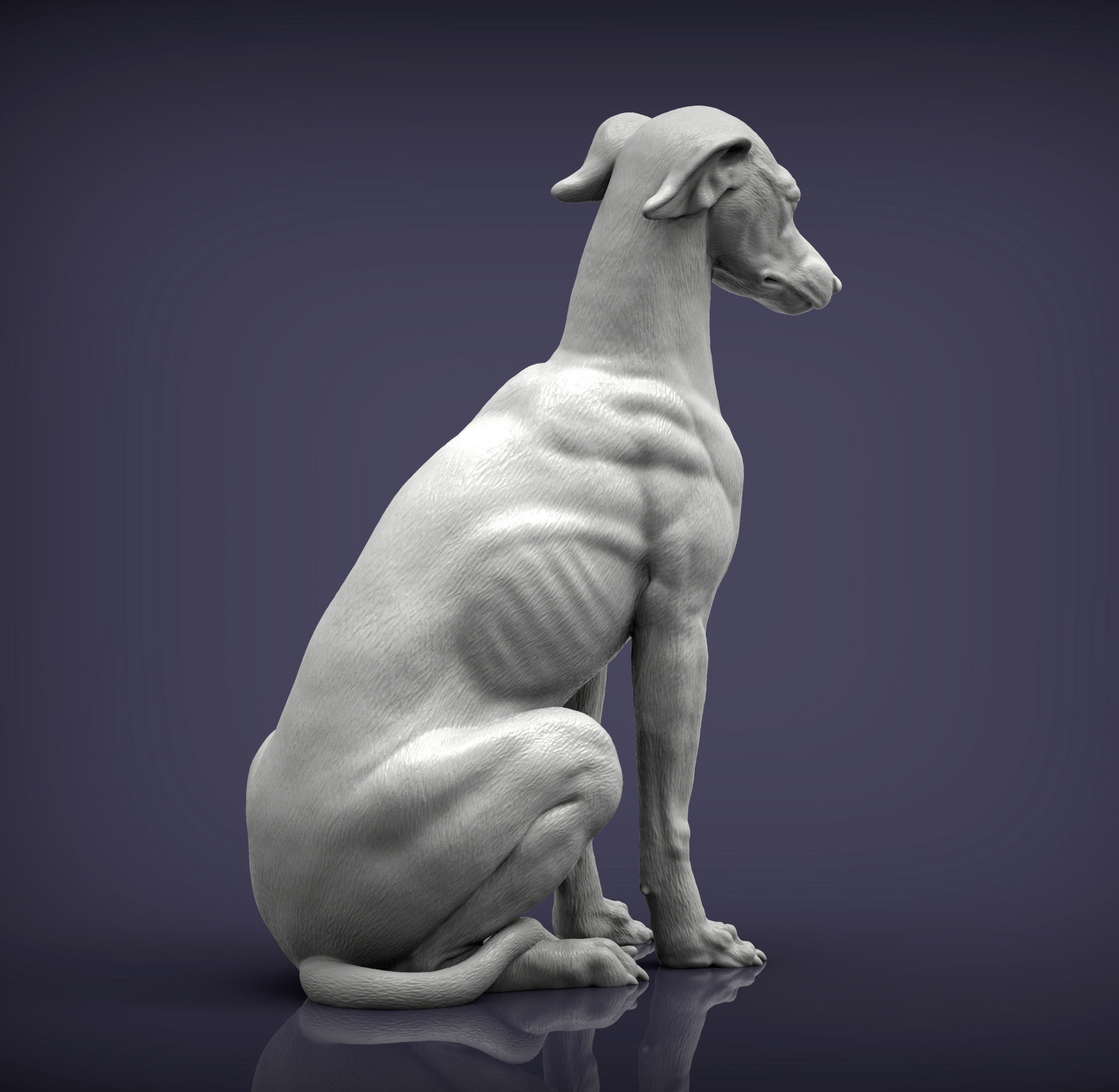 Greyhound sitting 3D print model_3